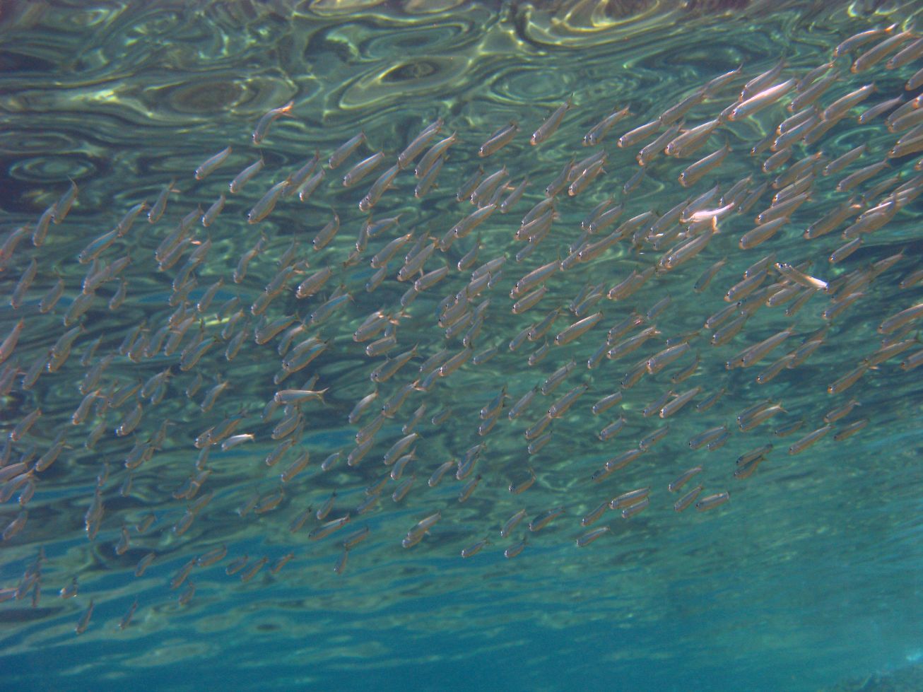 Sardina pilchardus